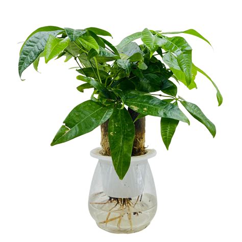 Pachira Money Plant Tree | Malabar Chestnut (Pachira aquatica)- Live P ...