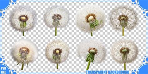 Dandelion animation PSD, High Quality Free PSD Templates for Download ...