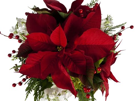 Poinsettia: {The Christmas Flower} - Freytags Florist - Freytags Florist