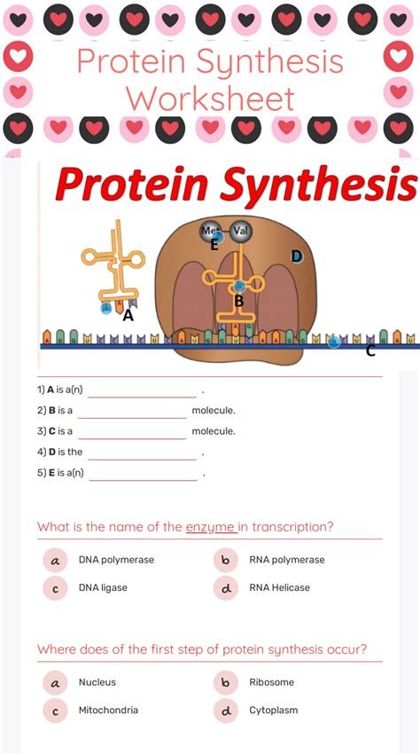 Image result for Protein Synthesis Race Answer Key
