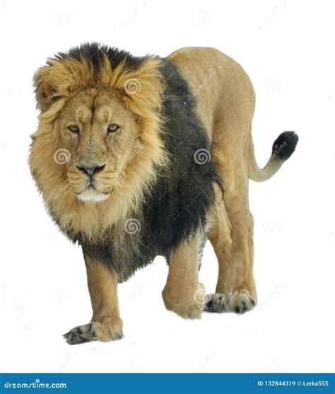 Asiatic Lion Panthera Leo Persica on White Background Stock Image ...