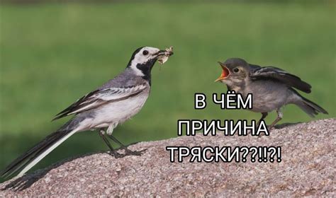 Причина тряски - откуда мем и что значит - Memepedia