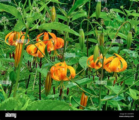Turk's Cap Lily, Lilium superbum, is a tall, flowering plant with ...