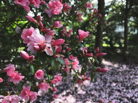 How to prune azaleas: to keep them healthy and beautiful | Homes & Gardens