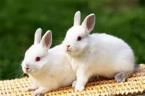 1975年属兔的后半生，生肖兔一生的克星是谁属兔的一生运程_生肖_若朴堂文化