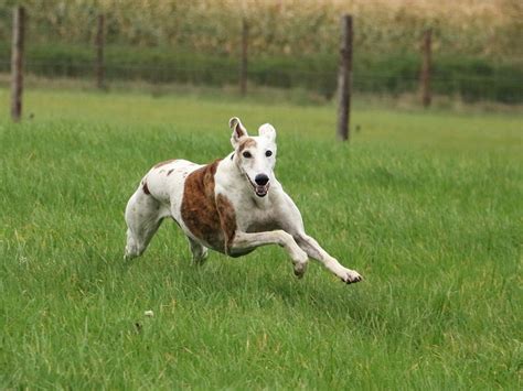 Image result for How Fast Can Dogs Run