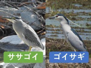 Image result for Python vs React JS