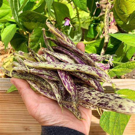 Do Beans Grow On A Vine at Wendell Espinoza blog