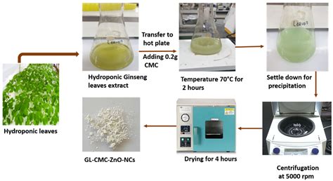 Hydroponic Cultured Ginseng Leaves Zinc Oxides Nanocomposite Stabilized ...