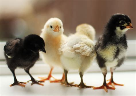 Baby Chickens Wallpaper - WallpaperSafari