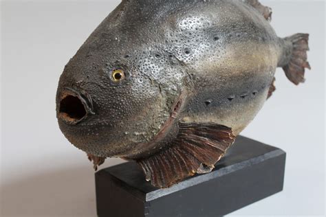 Mini Museum: Under the sea, Museum Square, PE13 1ES Wisbech, United ...