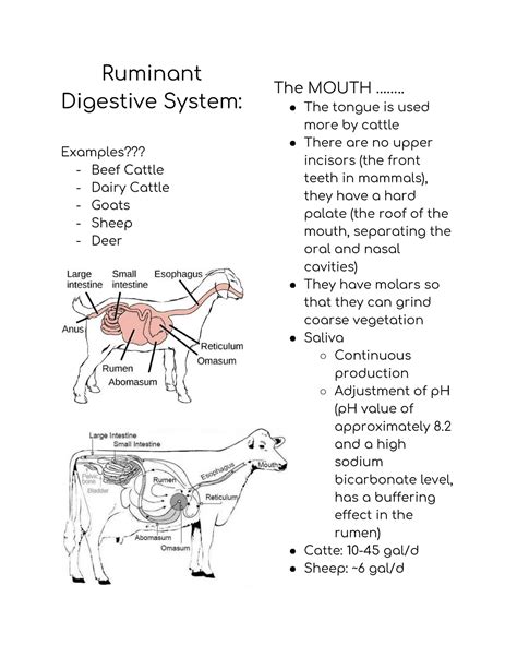 Understanding The Ruminant Digestive System – VSMNK