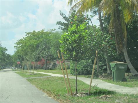 Image result for Miami Heat Tree-Planting Project