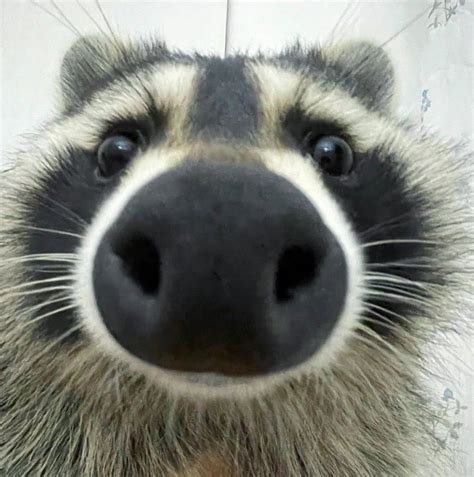 Pin by dilek(𝓯𝓻𝓮𝓪𝓴𝔂) on ANİMALS | Pet raccoon, Funny animals, Raccoon funny