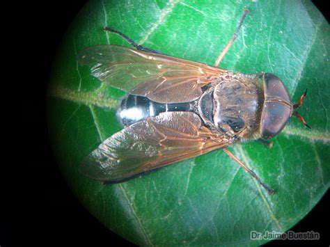Insectos del Ecuador