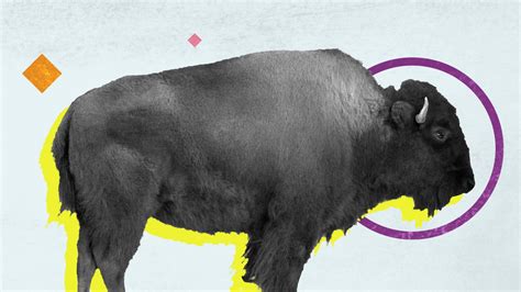 Buffalo vs. Bison | Britannica