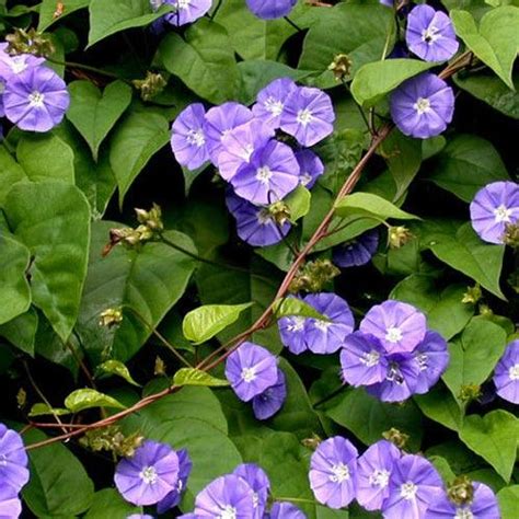 Jacquemontia-Creepers & Climbers Garden Live Plant Nursery Indoor Outd ...