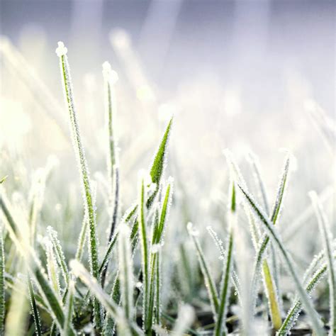 How to Reseed Lawn in Fall (Step-by-Step Guide for a Healthier Yard ...