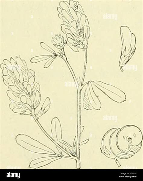 A botanical catalog of Dutch flora, specifically focusing on the ...