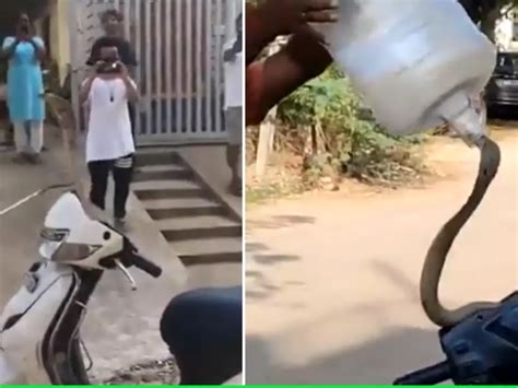 Hair-raising Video of a Cobra Perched on a Scooty Surfaces
