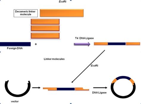 Figure 13.2 : Linker molecule and its usage in cloning of a blunt DNA.