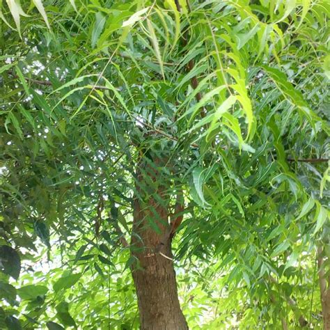 Interesting Facts About the Neem Tree