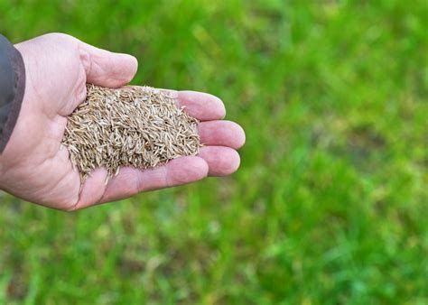 12 Must-Know Ryegrass Seeding Tips to Boost Your Winter Lawn