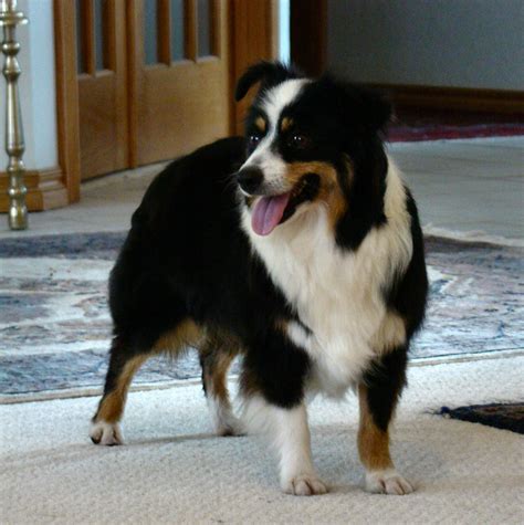 Black Tri Australian Shepherd Female