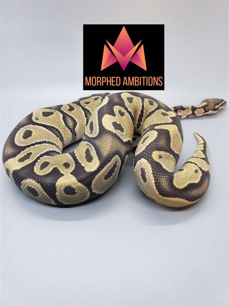 Image result for Ghost Python Morph