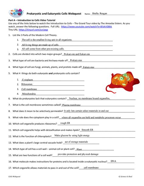 Prokaryotic And Eukaryotic Cells Worksheet Answer Key