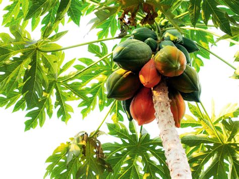 When To Cut Papaya Fruit From Tree