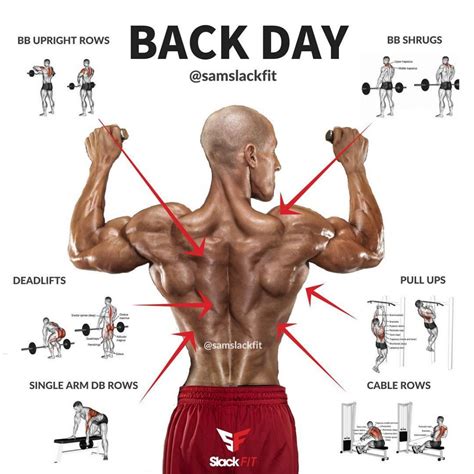 Back Anatomy Exercises at Jamie Inglis blog