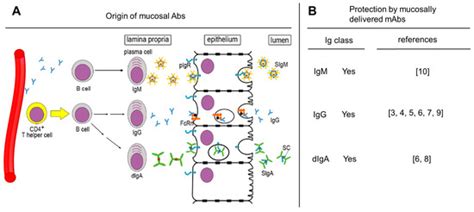Mucosal Antibodies: Defending Epithelial Barriers against HIV-1 Invasion