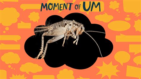 How Do Crickets Chirp