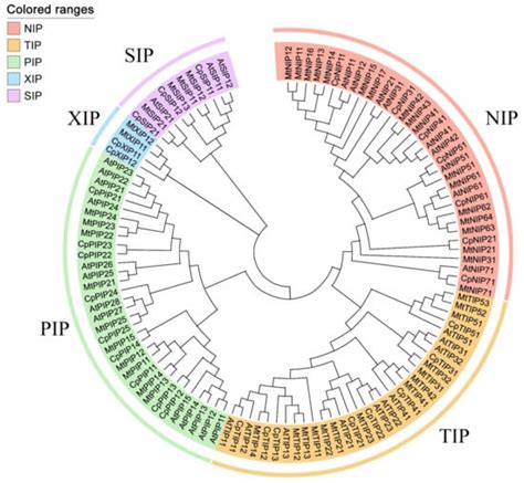 Genome-Wide Identification and Expression Pattern Profiling of the ...