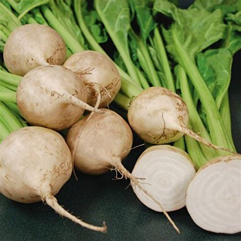 ANTIER WHITE BEET ROOT SEEDS PACK OF 10 SEED X 1 PACKET : Amazon.in ...