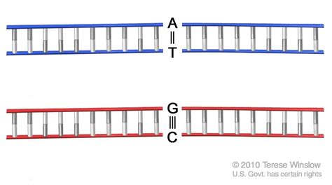 Base pair Structure 的图像结果