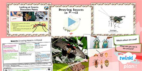 Insects Unit | Drawing Insect Drawing Lesson Pack 1