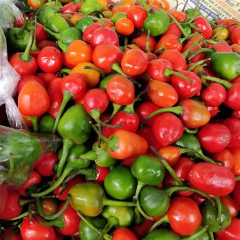 Why you will fall in love with the Dalle Khursani – Darjeeling Connection