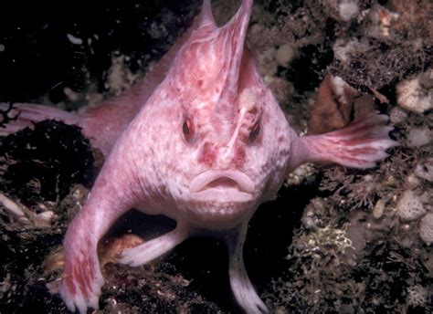 Most Amazing Facts About Strange Fish Species in the World