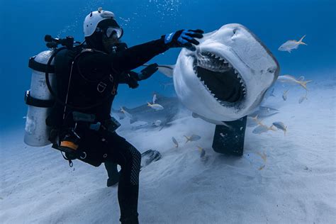 Florida Tiger Shark Encounters: What You Need To Know Before You Dive