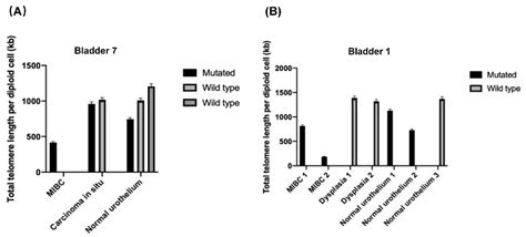 TERT Promoter Mutation Analysis of Whole-Organ Mapping Bladder Cancers