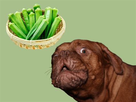 Can Dogs Eat Okra? Is Okra Safe For Dogs? - Rested Paws