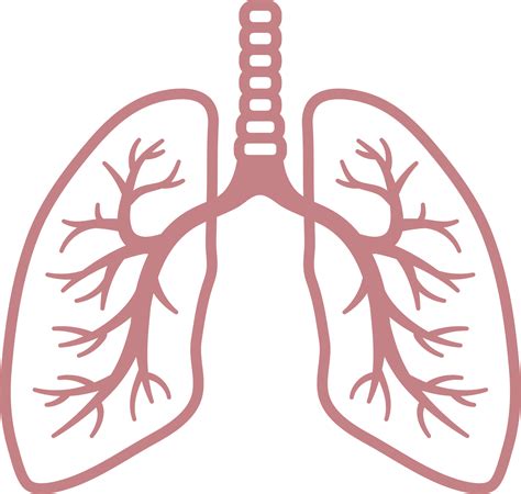 Lung Anatomy, Medical Illustration, Health Symbol PNG Image