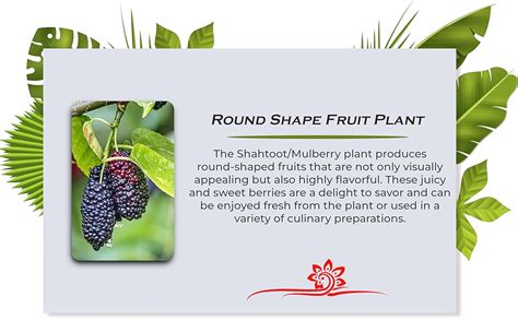 Guruji Plantation Shahtoot/Mulberry Live Plant Fruit & Fruit Trees ...