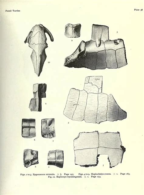 Fossil Turtle shell, Oligocene age - Prehistoricoregon