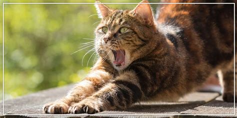 Why Cat Scratches? – Pawsindia