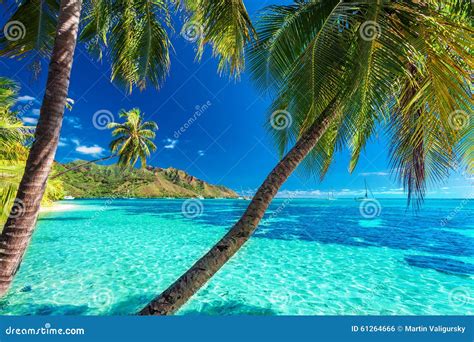 Palm Trees on a Tropical Beach with a Blue Sea on Moorea, Tahiti Stock ...