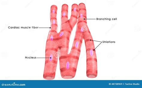 Image result for Cardiac Muscle Labelled Diagram