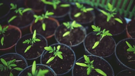 Geotropism | Times Knowledge India